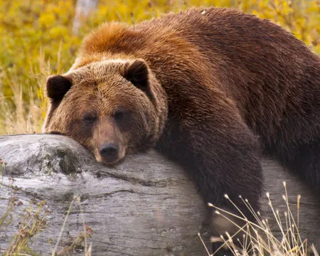 A Grizzly Bear in Alaska taking a rest on a fallen tree.