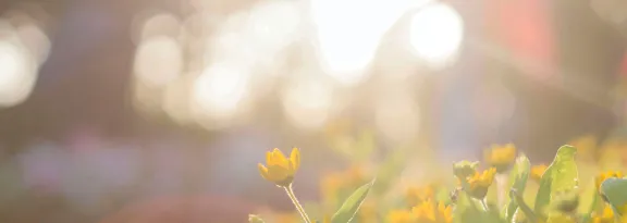 Sun shining on yellow flowers