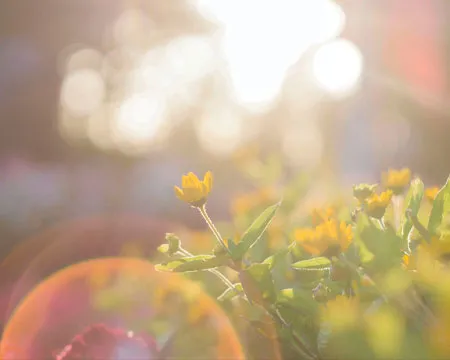 Sun shining on yellow flowers