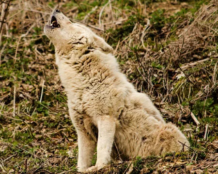 Grey white wolf howls at sky