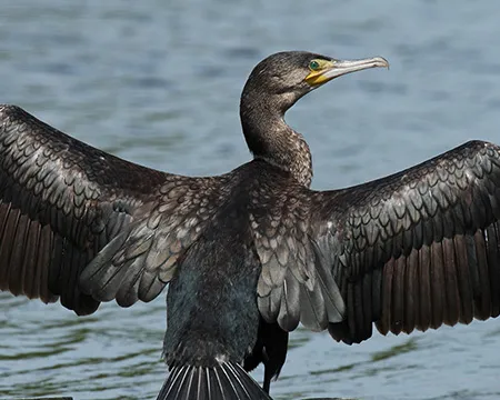 a black cormorant with outstretched wings