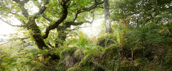 Trees, moss, plants, and ferns