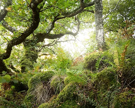 Trees, moss, plants, and ferns