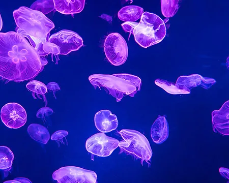 Underwater scene with jellyfish glowing purple