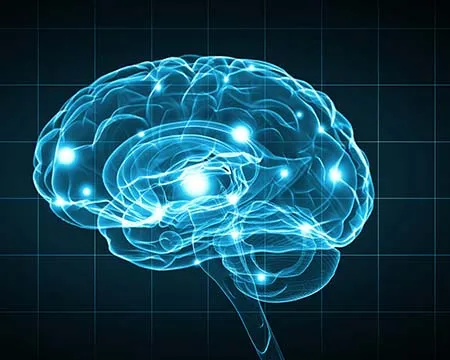 A computer generated model shows the human brain