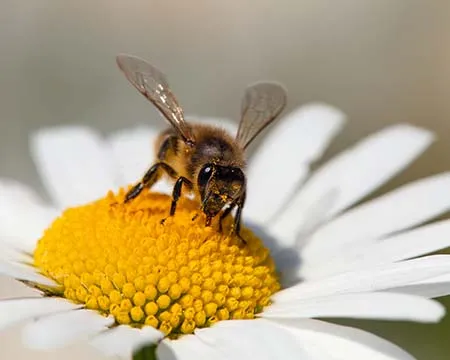 A bee collects nectar from a flower