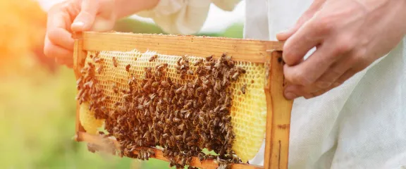 A beekeeper holds a honeycomb with a colony of bees