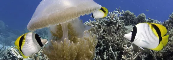 black, yellow and white fish swimming around a jelly fish 