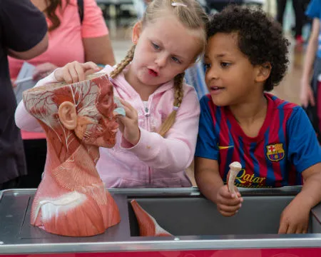 A young boy and girl piece together a 3D human head and neck jigsaw