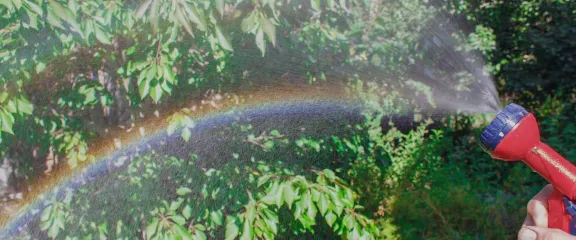 A rainbow created in the water mist from a garden hose