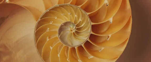 Inside of Nautilus Shell Showing Spiral