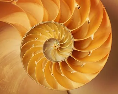 Inside of Nautilus Shell Showing Spiral