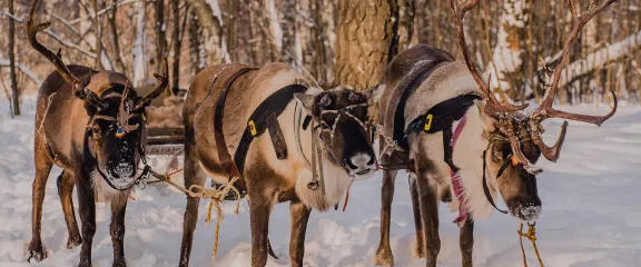 Three reindeer in a snow-covered clearing in the woods