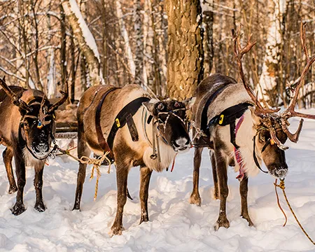 Three reindeer in a snow-covered clearing in the woods