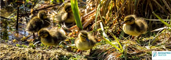 Image of ducklings in wetlands nest. Credit: Biomatrix