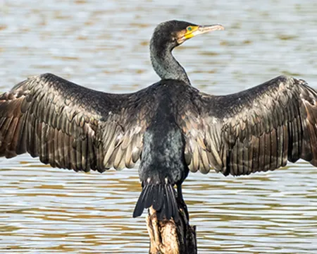 Image of a Cormorant spreading its wings