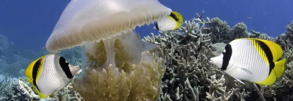 black, yellow and white fish swimming around a jelly fish