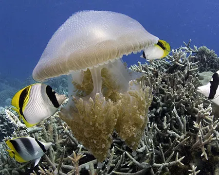 black, yellow and white fish swimming around a jelly fish
