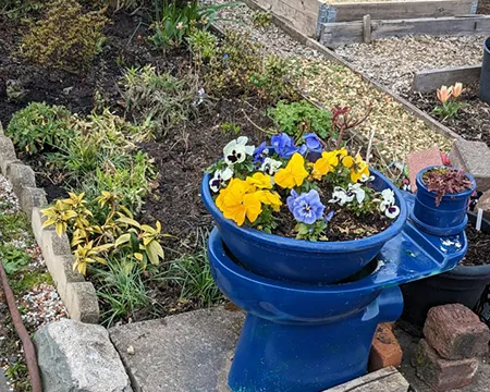 Image of an allotment. The focus is a plant pot made from an old toilet