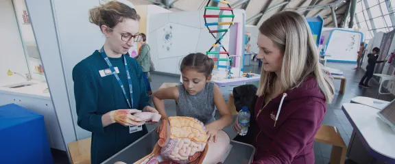 A young girl examines a model of the human intestine with support from an expert