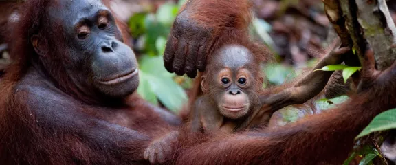 Mother and Baby Orangutan