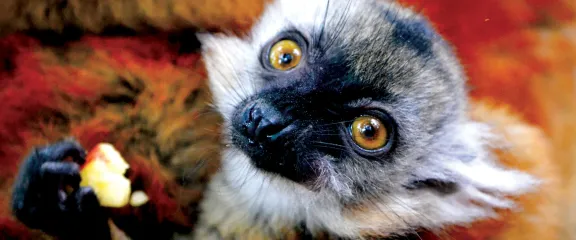 a lemur eating some fruit 