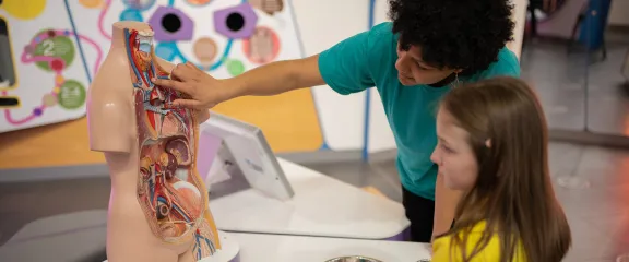 A science communicator and young person point to organs inside a model of a human torso