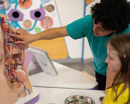 A science communicator and young person point to organs inside a model of a human torso