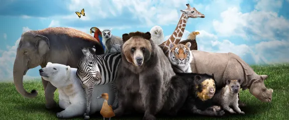 Animals 