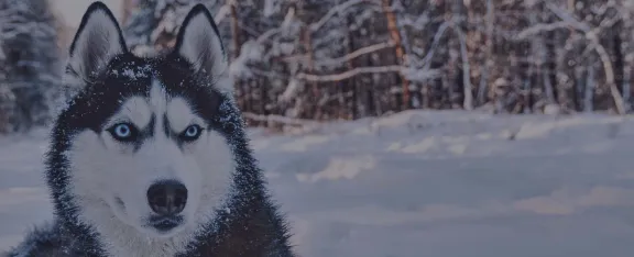 Banner image showing husky