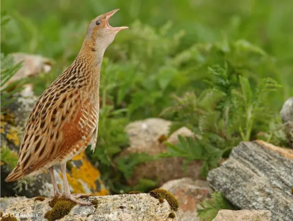 A corncrake calls. Image Credit: Cliff Reddick.