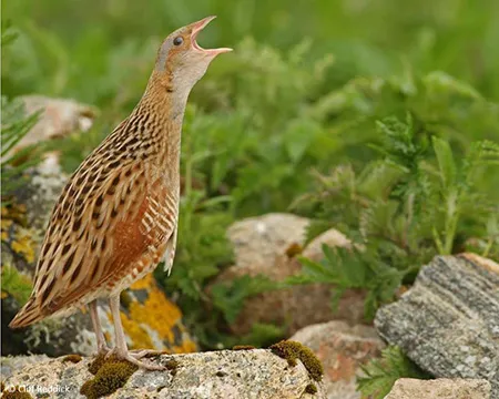 A corncrake calls. Image Credit: Cliff Reddick.