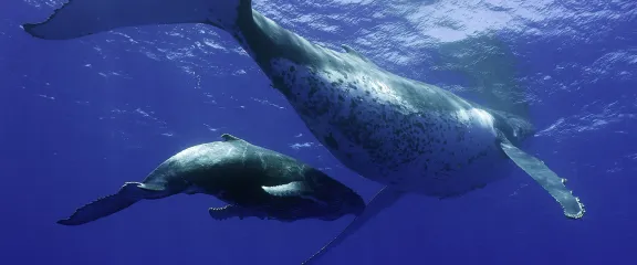Whales 