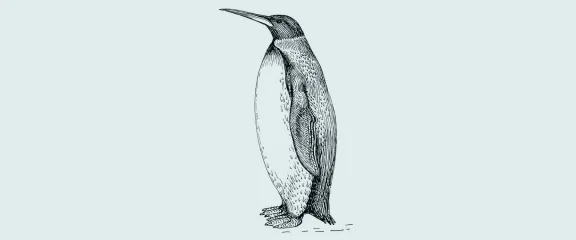 An illustration of Palaeeudyptes klekowskii. Image: A. C. Tatarinov