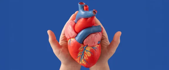 A model heart held in a pair of hands