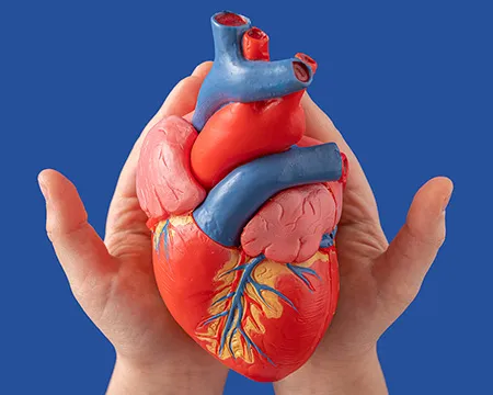 A model heart held in a pair of hands