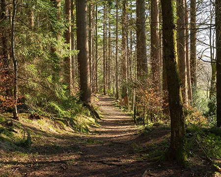 Autumn woodland walk