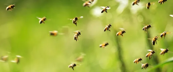 A swarm of bees against a grassy background