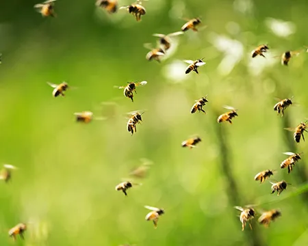 A swarm of bees against a grassy background