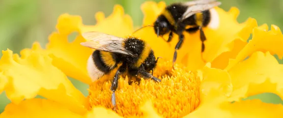 Two bumblebees collect nectar from a yellow flower