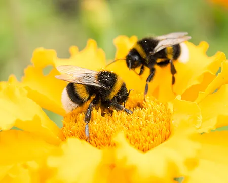 Two bumblebees collect nectar from a yellow flower