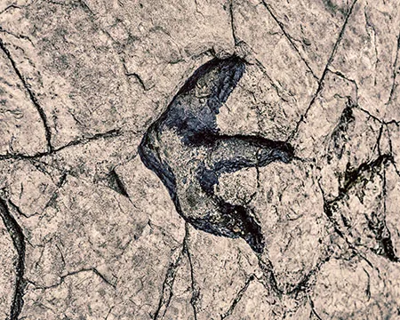 Dinosaur footprint