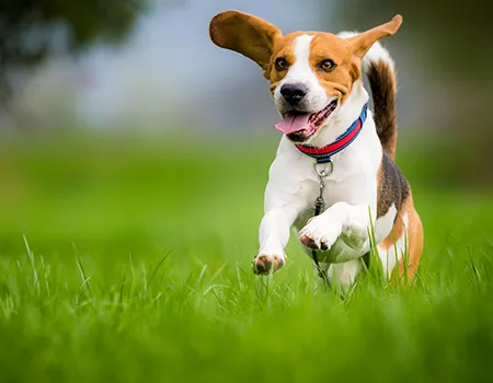 A dog (beagle) running across the grass