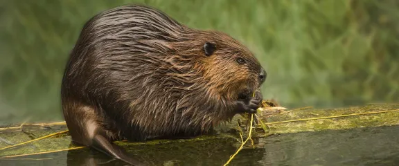 A eurasian beaver