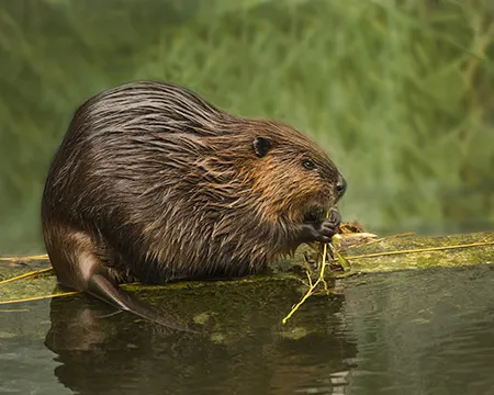 A eurasian beaver
