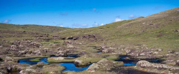 A wetland area forming peat in Shetland