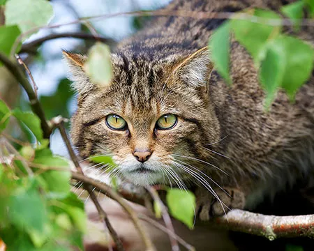 A Scottish wildcat looks through the leaves of tree