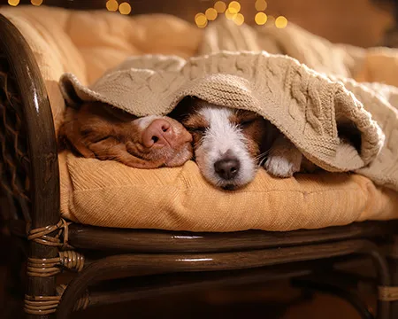 Sleeping dogs under a blanket on a couch