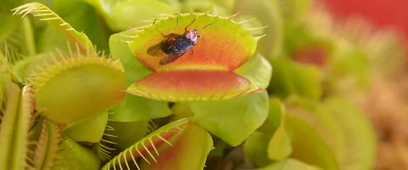A fly lands on a Venus Fly Trap