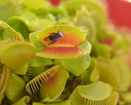 A fly lands on a Venus Fly Trap